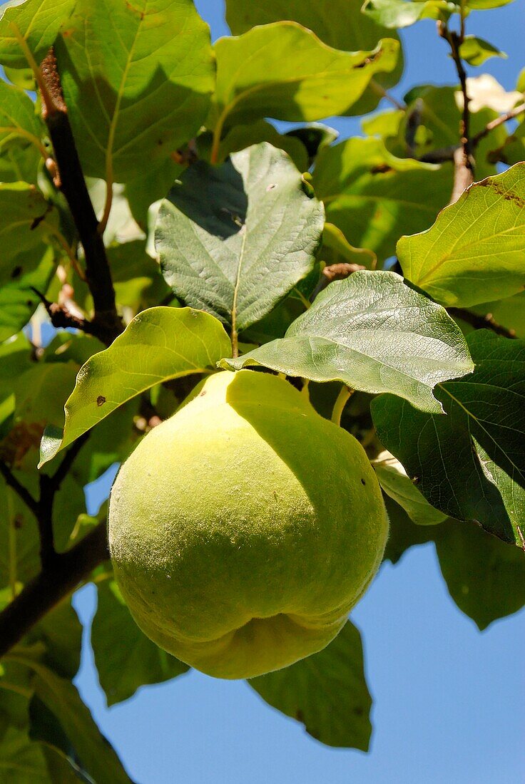 France, quince on tree