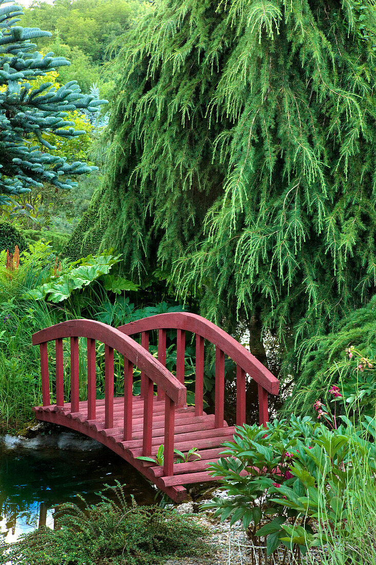 France, Ariege, Jardin des Colombes d' Inès in Montseron .  japonese style red bridge and a Cedrus deodara pendula