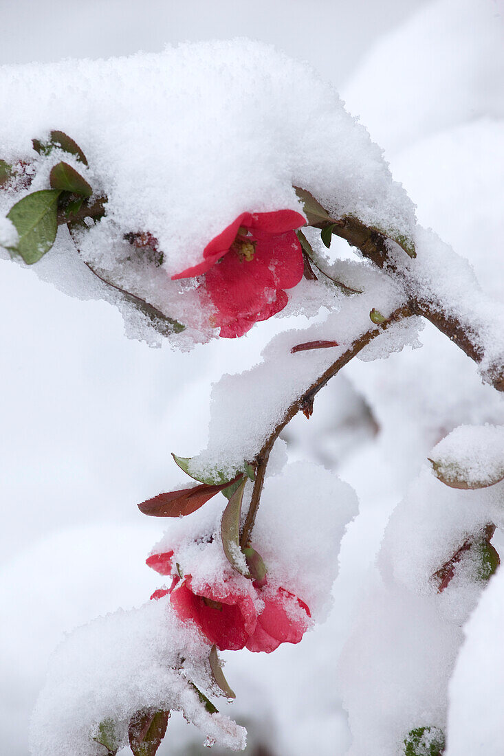 Chaenomeles japonica  flowers ( Japan quince), covered with snow, April