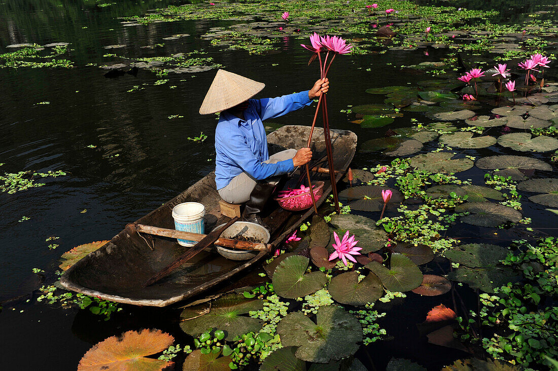 woman in boat holding water lily near Tam Coc, North Vietnam, Vietnam, South East Asia, Asia