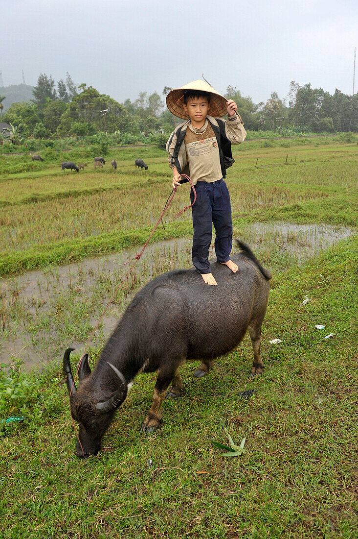 Child and water buffalo near Hoi An, Vietnam, South East Asia, Asia