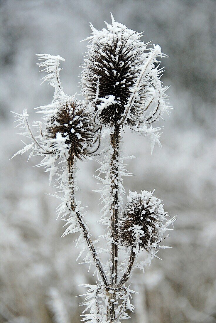 France, Aveyron, frost on a thistle