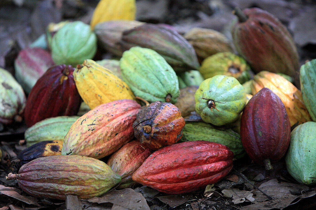 Republic of Madagascar, Diana Region, Ankarana District, cocoa beans