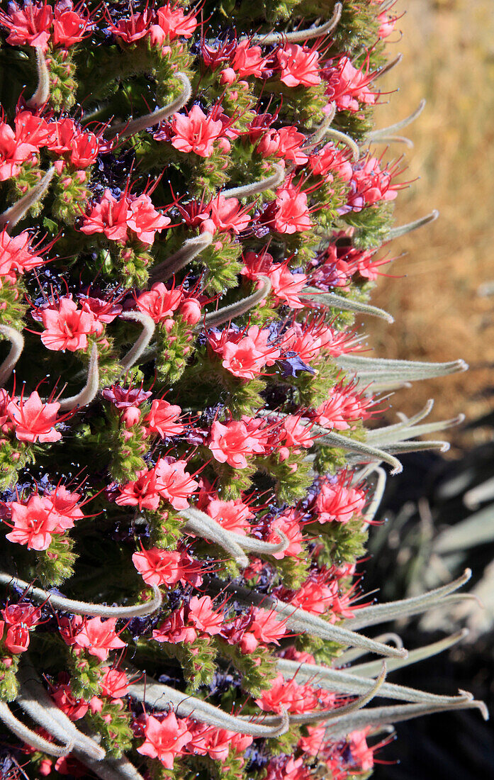Spain, Canary Islands, Tenerife, Parque Nacional del Teide, tenerife bugloss, echinum wildpretii, endemic plant