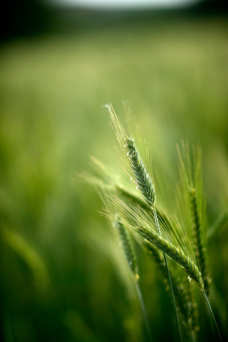 France : Wheat close up on the Causse du Larzac.