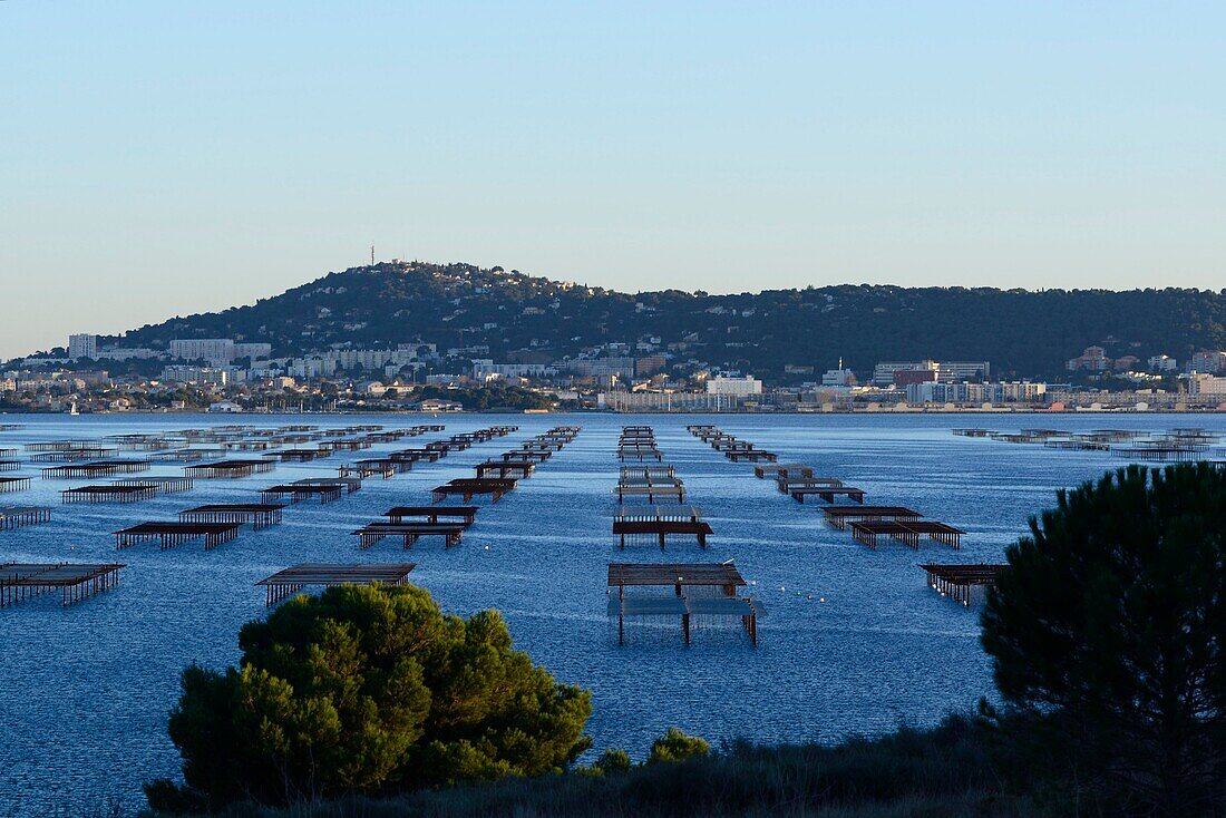 France, Hérault Department, Thau Pond, Oyster beds and shellfish farming table systems, a Thau Pond specificity, The city of Sete in the background