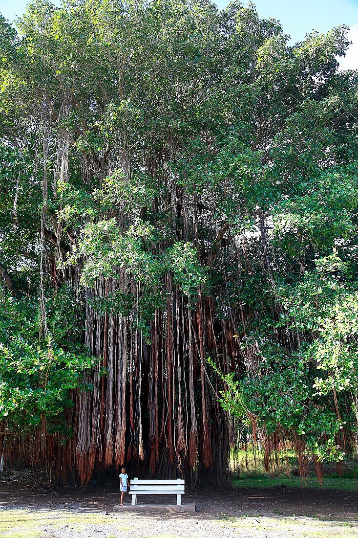 Indian ocean, Mauritius, Banyan tree