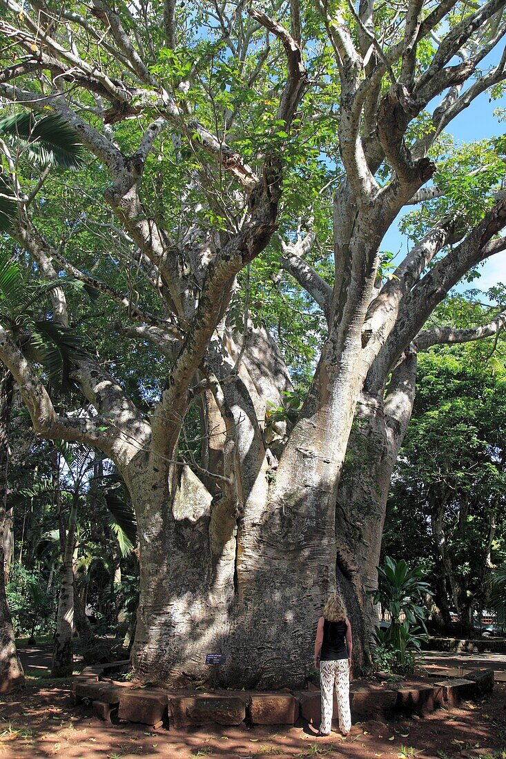 Indian ocean, Mauritius, Pamplemousses Botanical Garden, giant tree