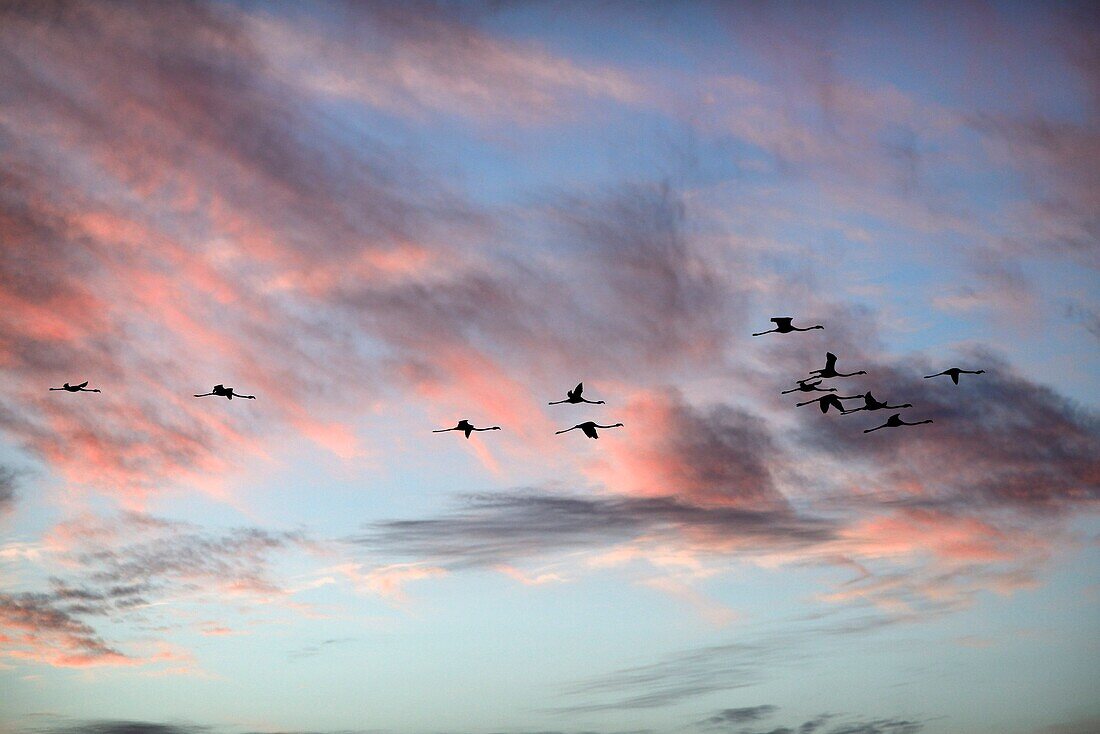 France,  Languedoc Roussillon, Flamingos flying over the Thau Pond at dusk