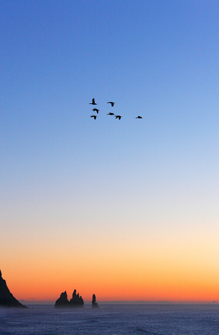 Iceland. Southern region. Dyrholaey. Flying geese above the coast.