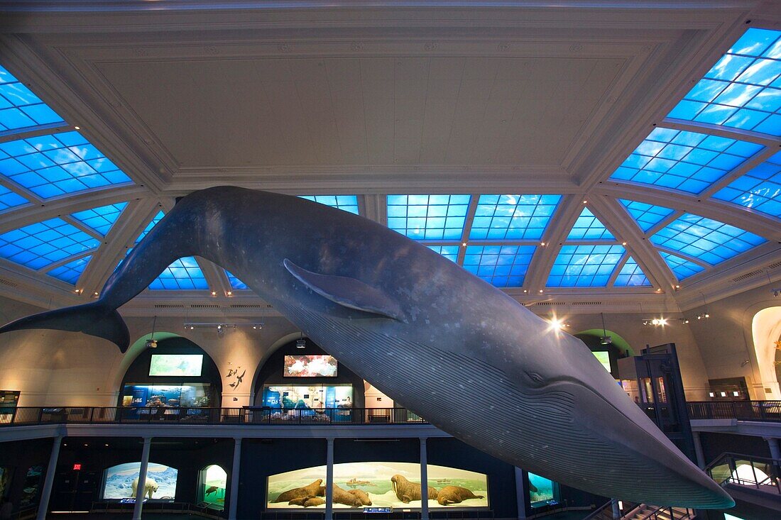BLUE WHALE MODEL OCEAN LIFE HALL AMERICAN MUSEUM OF NATURAL HISTORY MANHATTAN NEW YORK CITY USA