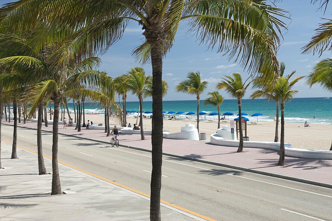 PALM TREES SOUTH SEABREEZE BOULEVARD BEACH FORT LAUDERDALE FLORIDA USA