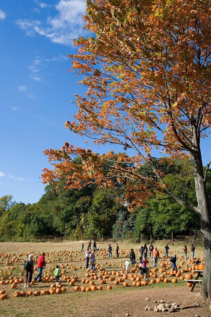 PEOPLE SHOPPING AT PUMPKIN PATCH