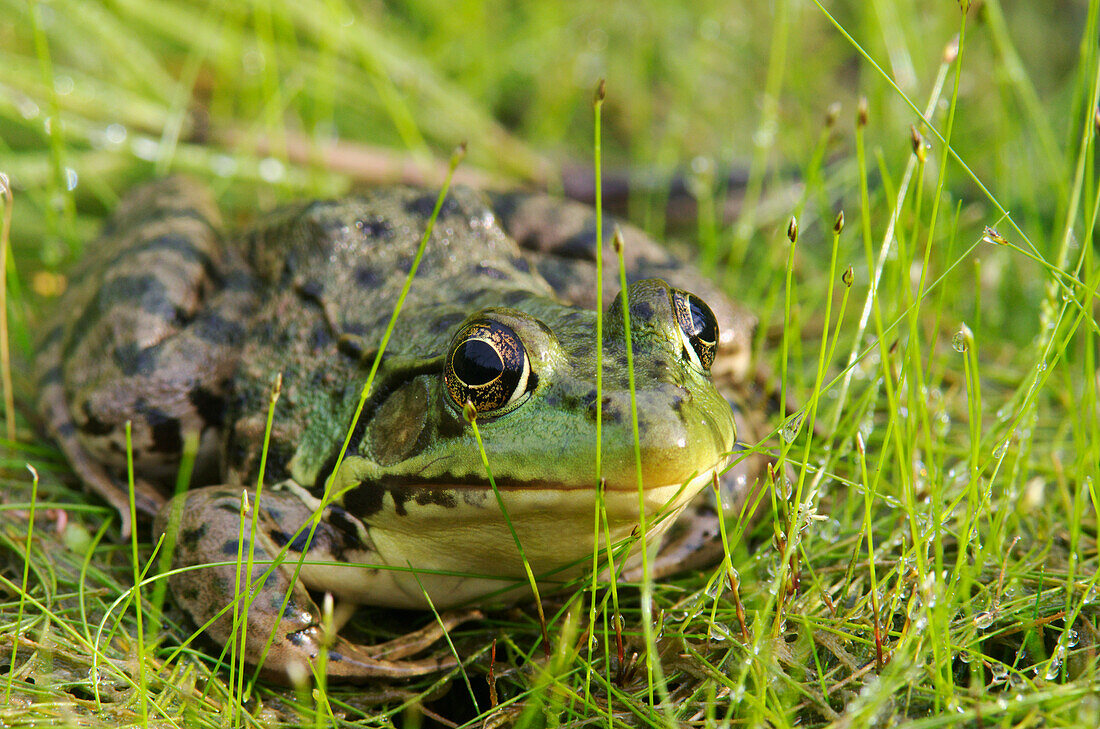 Green Frog, Vaudreuil Quebec Canada