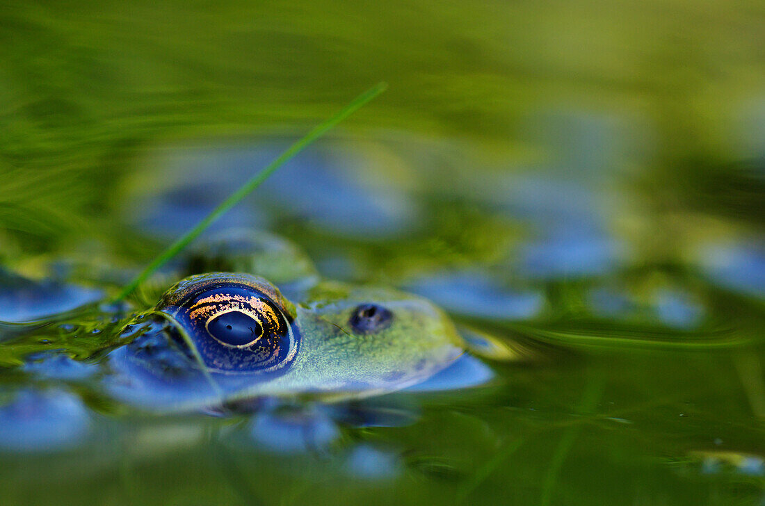 Green Frog Partly Submerged In Water, Vaudreuil Quebec Canada