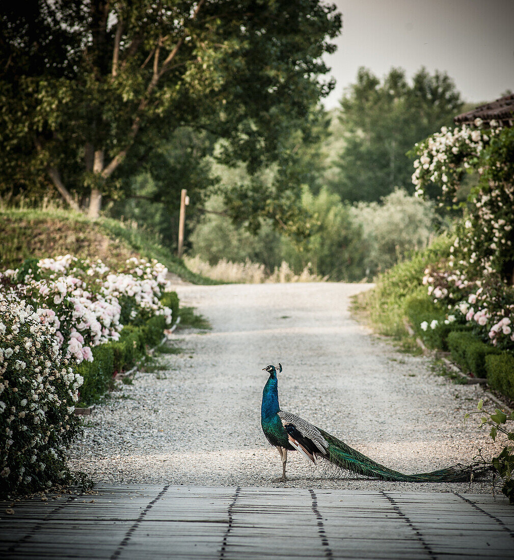 Peacock walking on road in park