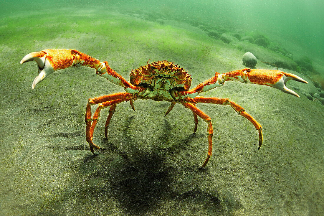 Spider crab walking underwater