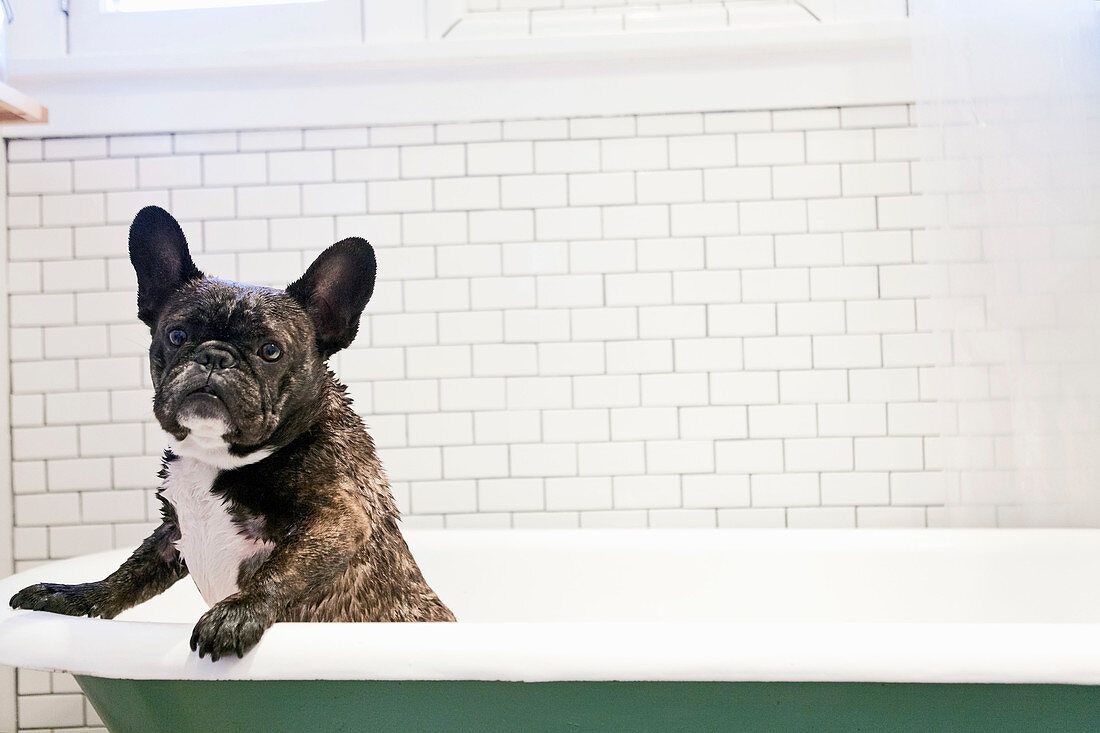 French bulldog standing in bathtub
