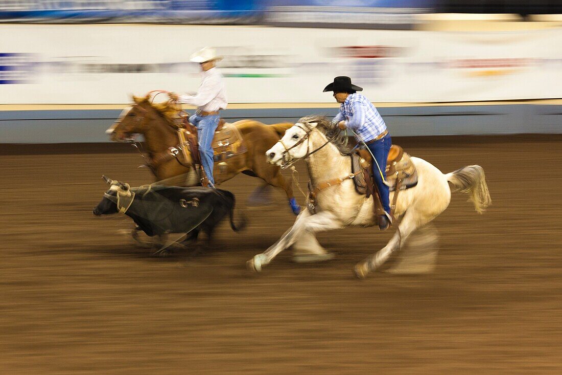 USA, Oklahoma, Oklahoma City, Oklahoma State Fair Park, Cowboy Rodeo Competition, cattle roping, motion-blur