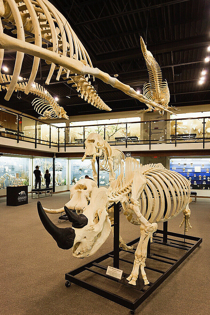 USA, Oklahoma, Oklahoma City, Museum of Osteology, animal skeletons