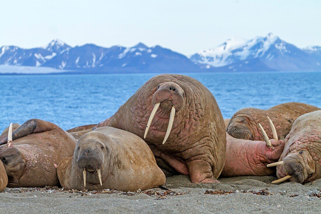 Norway, Svalbard, Walrus Odobenus rosmarus resting in beach colony