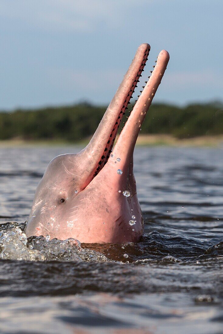 South America ,Brazil, Amazonas state, Manaus, Amazon river basin, along Rio Negro, Amazon River Dolphin, Pink River Dolphin or Boto Inia geoffrensis, wild animal in tannin-rich water, extremely rare picture of wild animal spyhopping ,Threatened specie