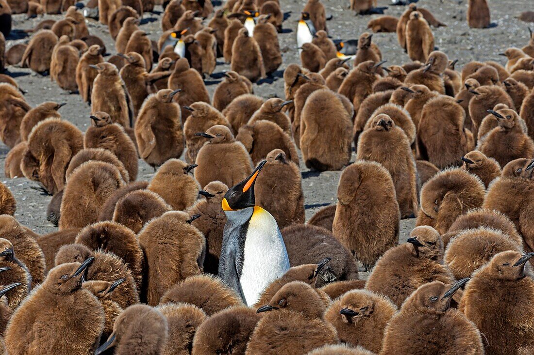 United Kingdom, South Georgia Islands, Saint Andrews plains, King Penguin  Aptenodytes patagonicus, yougs in brown and adults