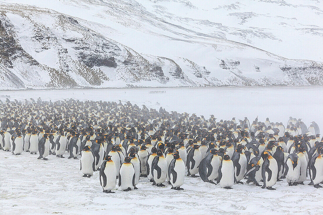 United Kingdom, South Georgia Islands, Salysbury plains, King Penguin, Aptenodytes patagonicus, in the mist and snow