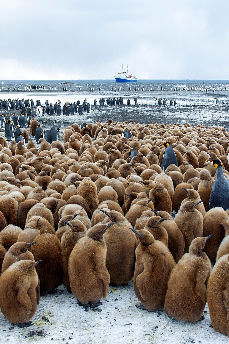 Antarctic, South Georgia, Salisbury plains, King Penguin, Aptenodytes patagonicus, youngs in brown and adults
