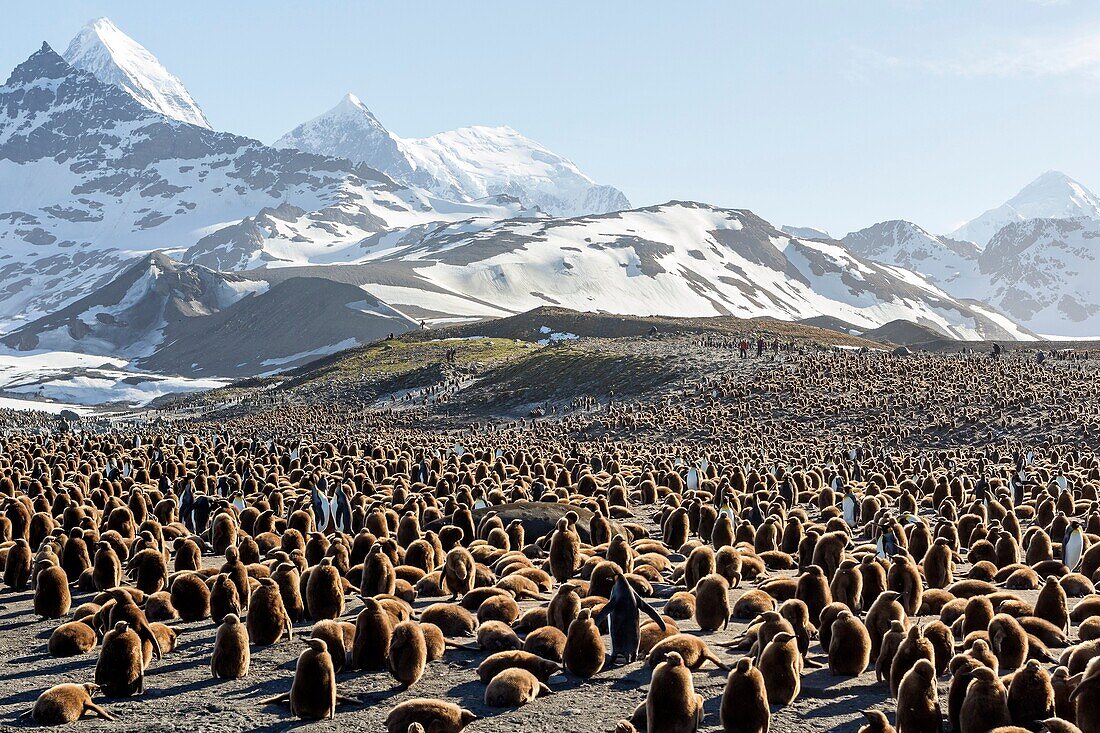 United Kingdom, South Georgia Islands, Saint Andrews plains, King Penguin, Aptenodytes patagonicus, youngs in brown