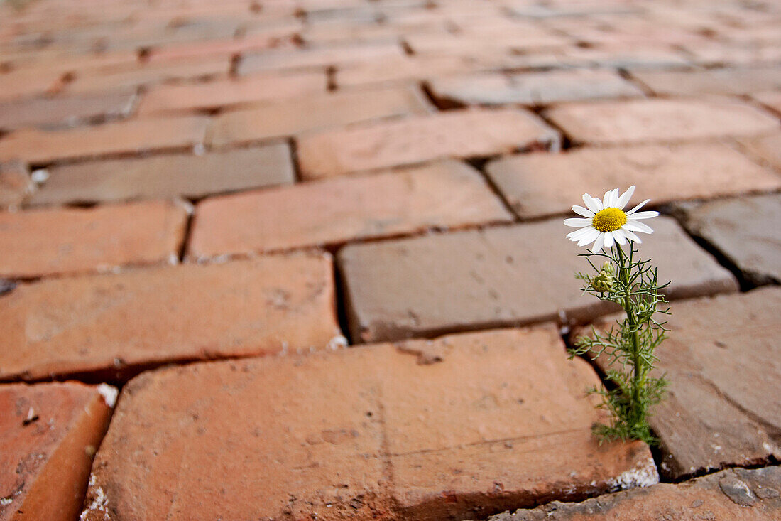 Single Flower in Cobblestones