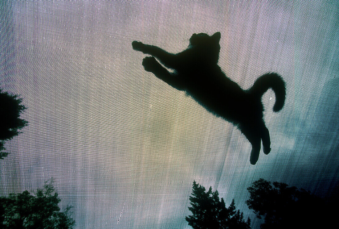 Cats on Trampoline photographed from below