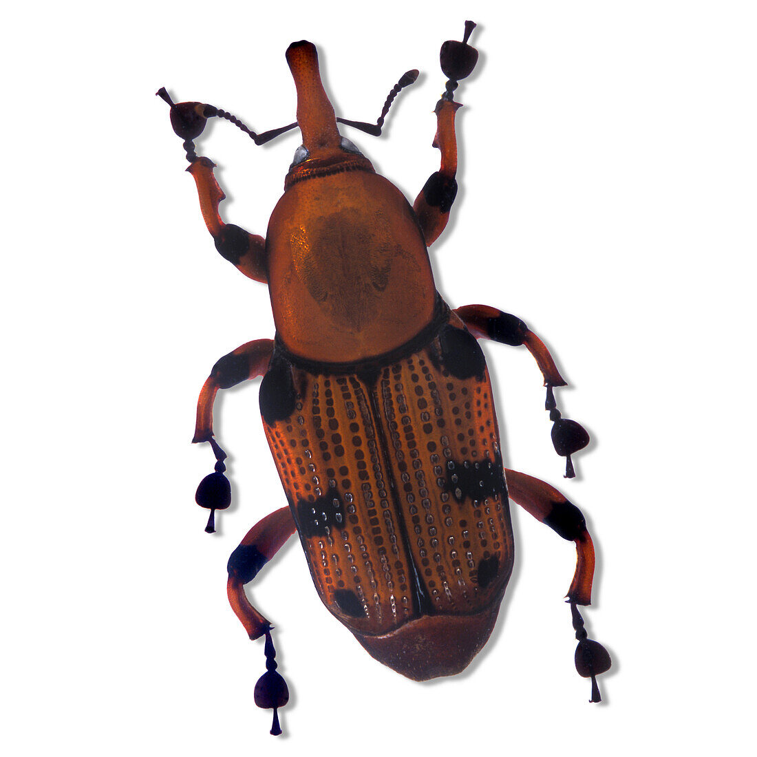 Henry Lin, Wood Boring Beetle