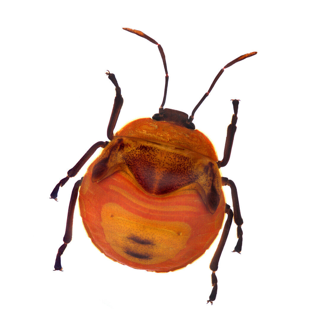 Henry Lin, Orange Stink Beetle