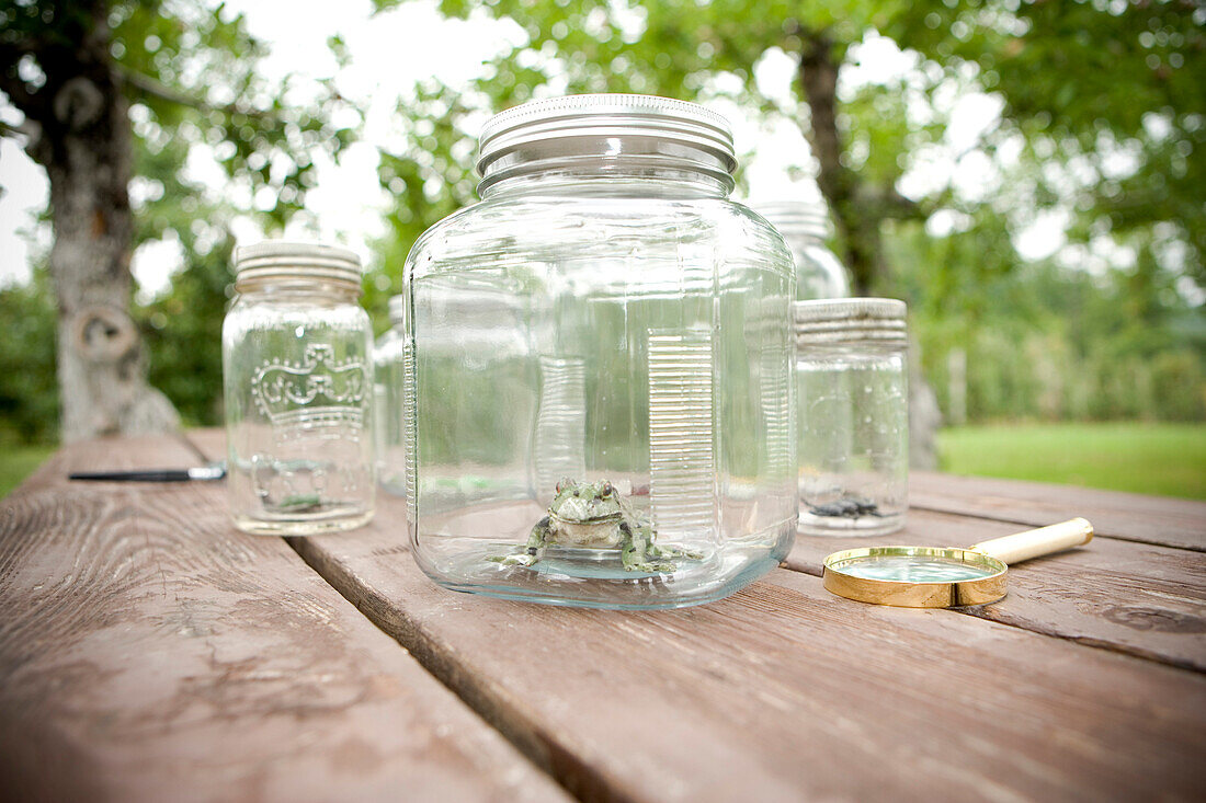 Jars with Insects on Outdoor Table