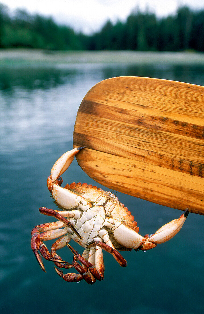 Red Rock Crab holds onto Paddle, , Burnaby Narrow, Gwaii Haanas National Park, British Columbia, Canada