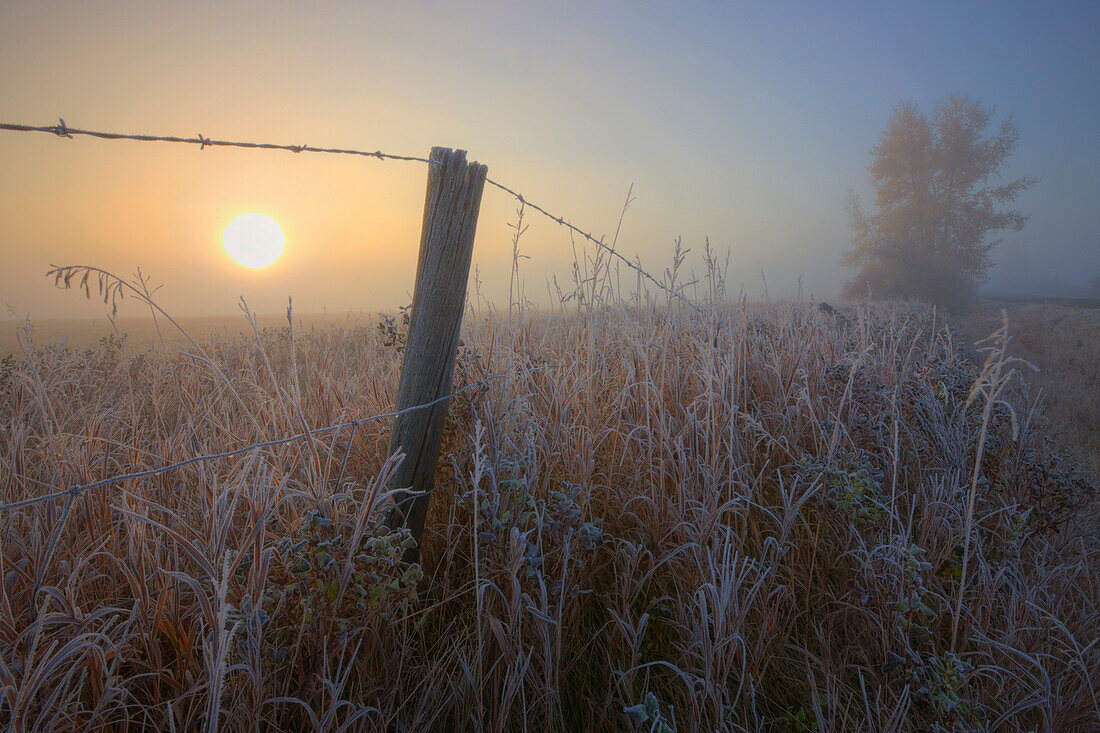 Autumn sunrise over hoar frost-covered barbed wire fence, Alberta prairie
