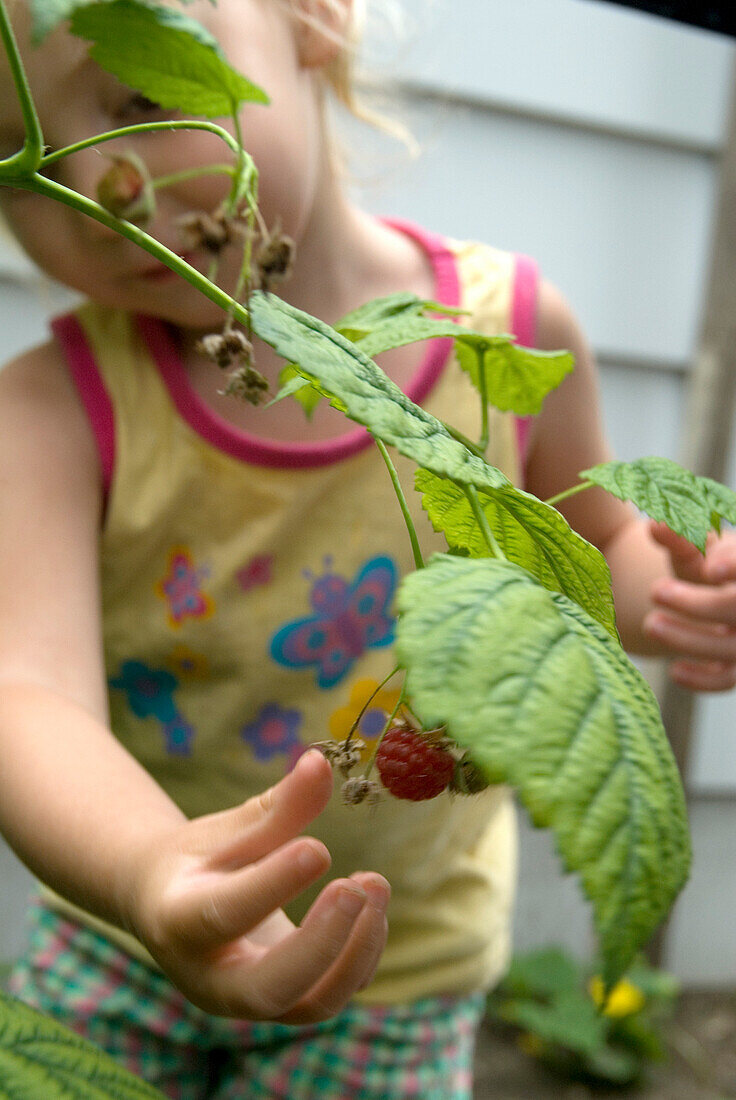 Little Girl Picking Raspberries, Toronto, Ontario