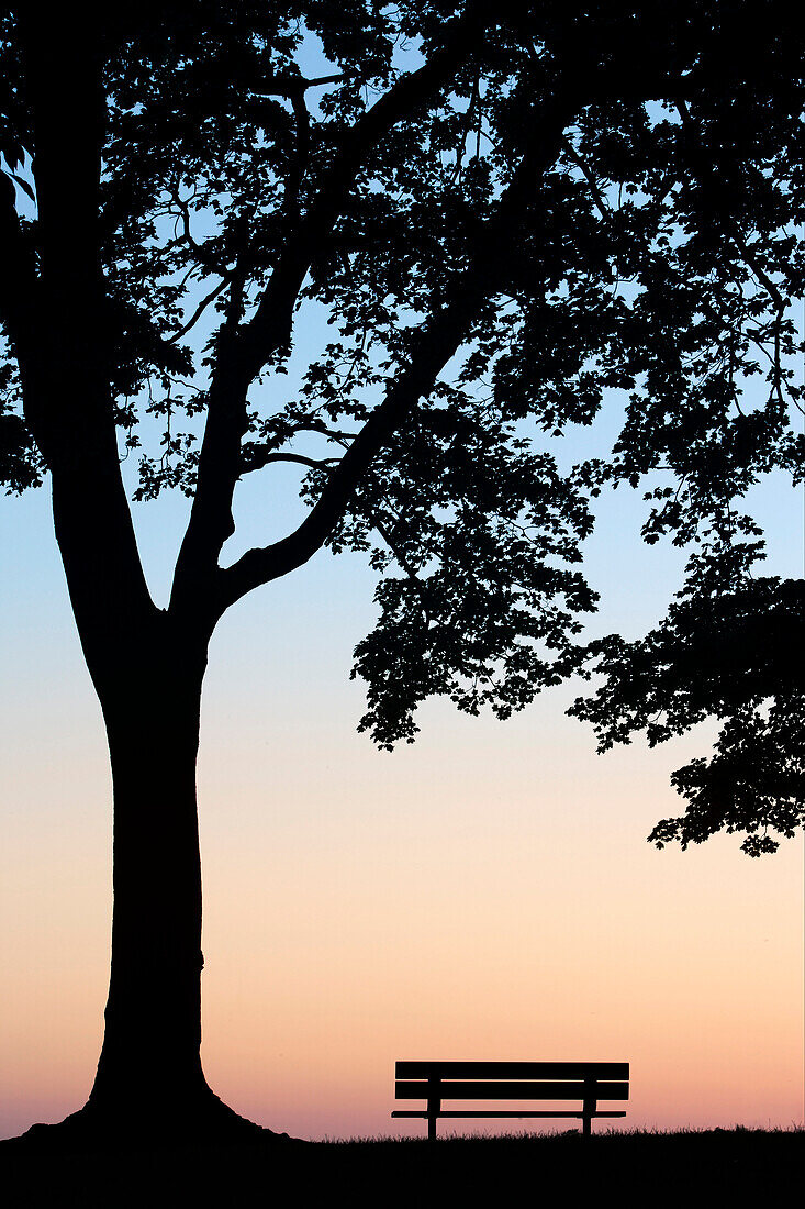 Tree and Bench Silhouette, Niagara-On-the-Lake, Ontario, Canada