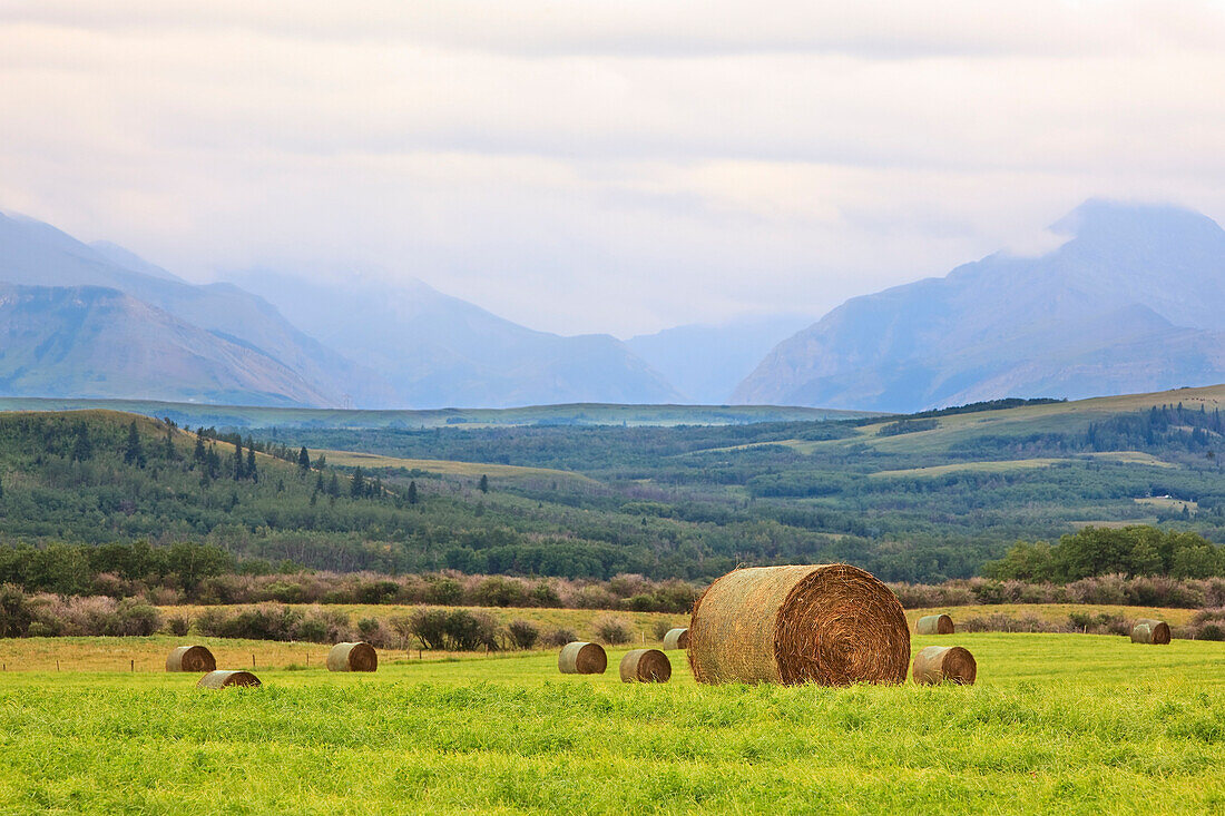 Hay Bales on rolling hills, mountains of Waterton Lakes National Park in background, Pincher Creek, Alberta