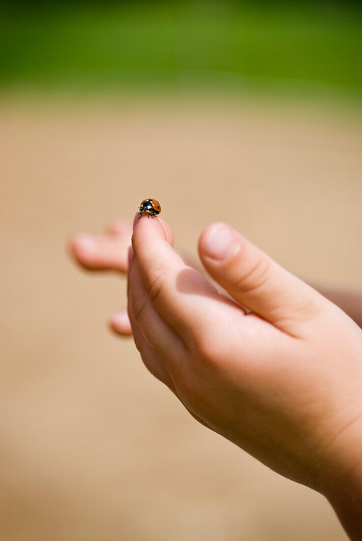 Close-up of ladybug on child's hand, Wascana View, Regina, Saskatchewan