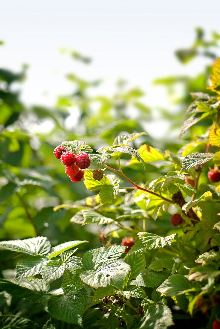 Raspberry patch, Lincoln Gardens, Lumsden, Saskatchewan