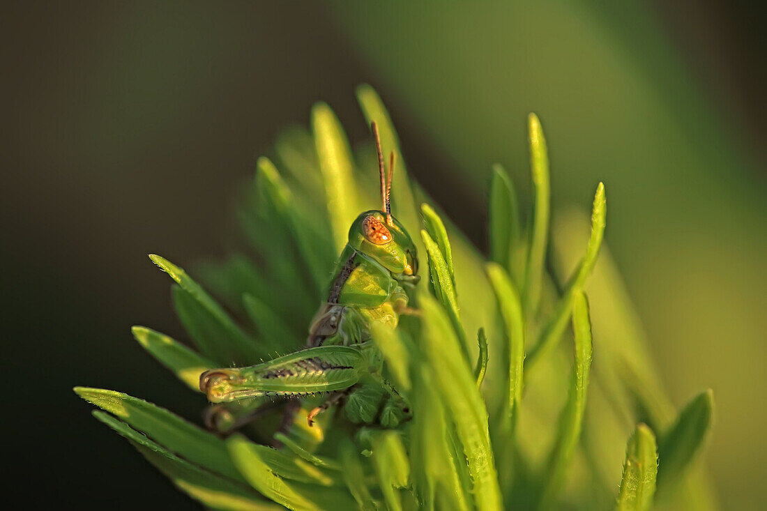 Digitally enhanced image of grasshopper on flower, Grasslands National Park, Saskatchewan