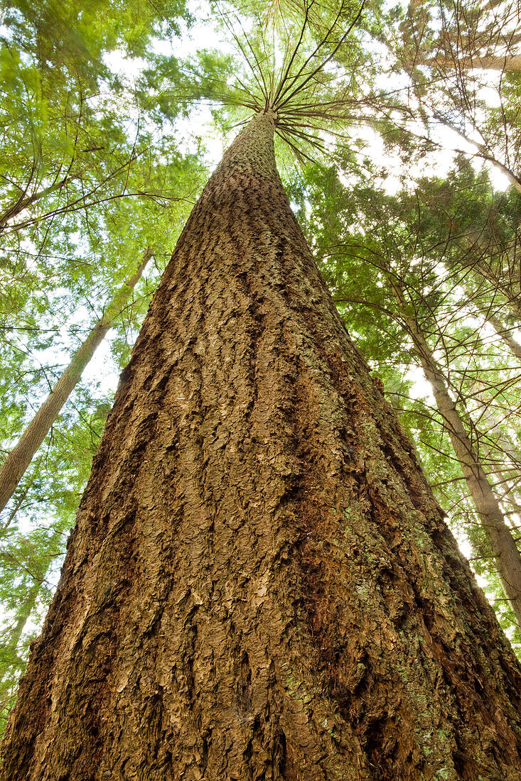 Tall fir tree, Capilano Pacific Park, North Vancouver, British Columbia