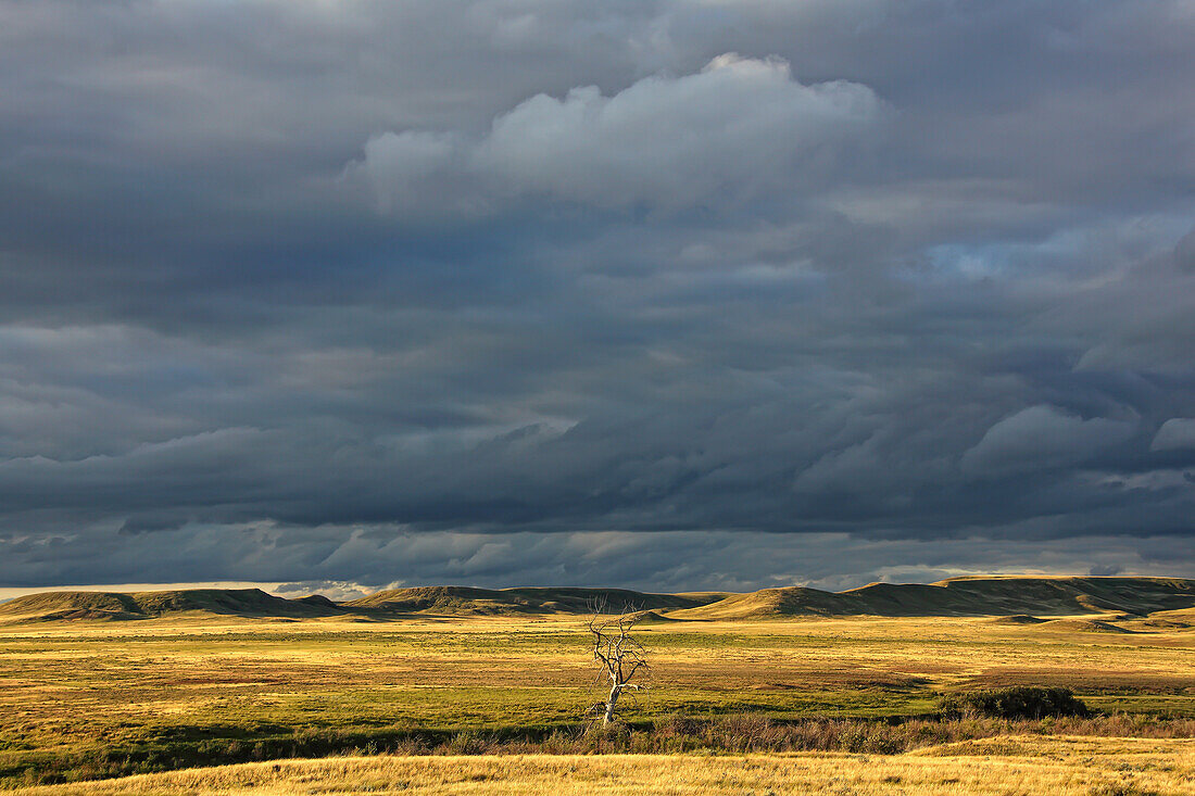 Dead tree at dusk with storm clouds overhead, Grasslands National Park, Saskatchewan