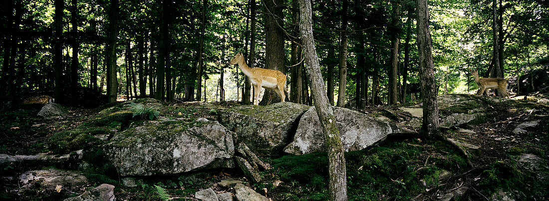 Two white tailed deer in Omega Park, a wildlife park in Montebello, Outaouais, Quebec