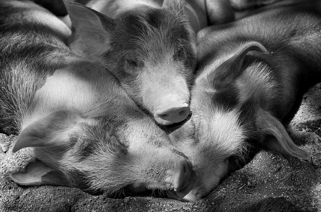 Three piglets sleeping against each other in the shade, Granby Zoo, Granby, Quebec