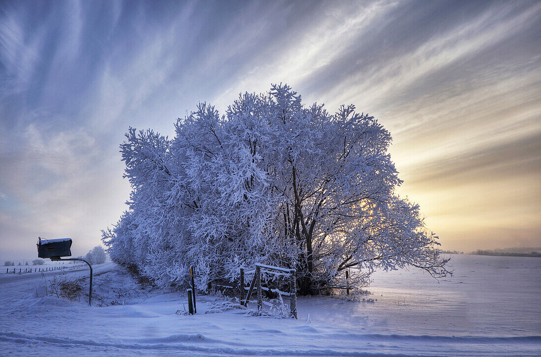 Hoar frost covered trees and mailbox, Alberta