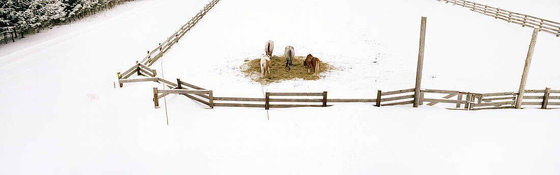 Horses in a Snow Filled Corral, Montreal, Quebec