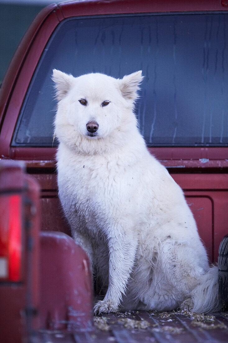 Large White Dog in Pick-Up Truck, Southwestern Saskatchewan